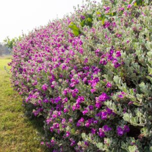 Texas Sage - (Leucophyllum frutescens) A Tough, Desert-Adapted Plants!