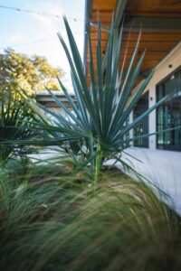 Winter Preparation for Your Austin Texas Commercial Landscaping