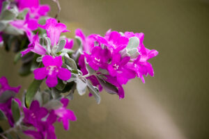 The Best Cold Weather Flowers For Austin Texas Lawn Care  